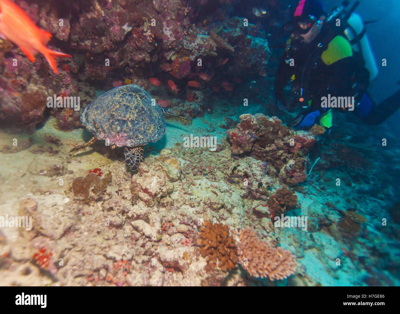 La tortue imbriquée (Eretmochelys imbricata) nager près de Coral Reef, Maldives Banque D'Images