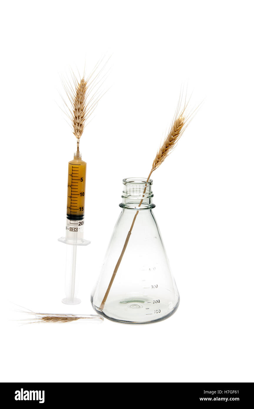 Génie génétique du blé conceptual image Banque D'Images