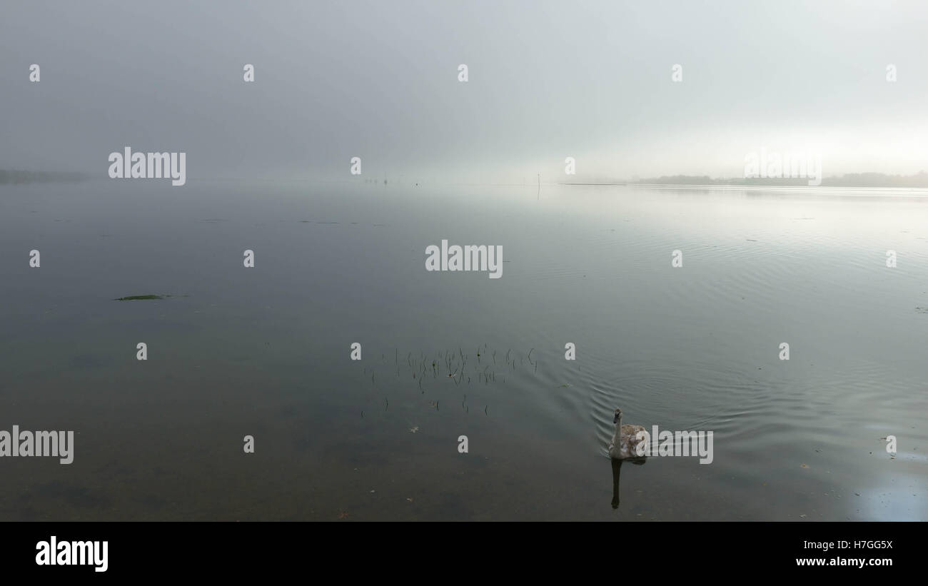 Matin brumeux avec cygne sur l'eau de mer calme Banque D'Images