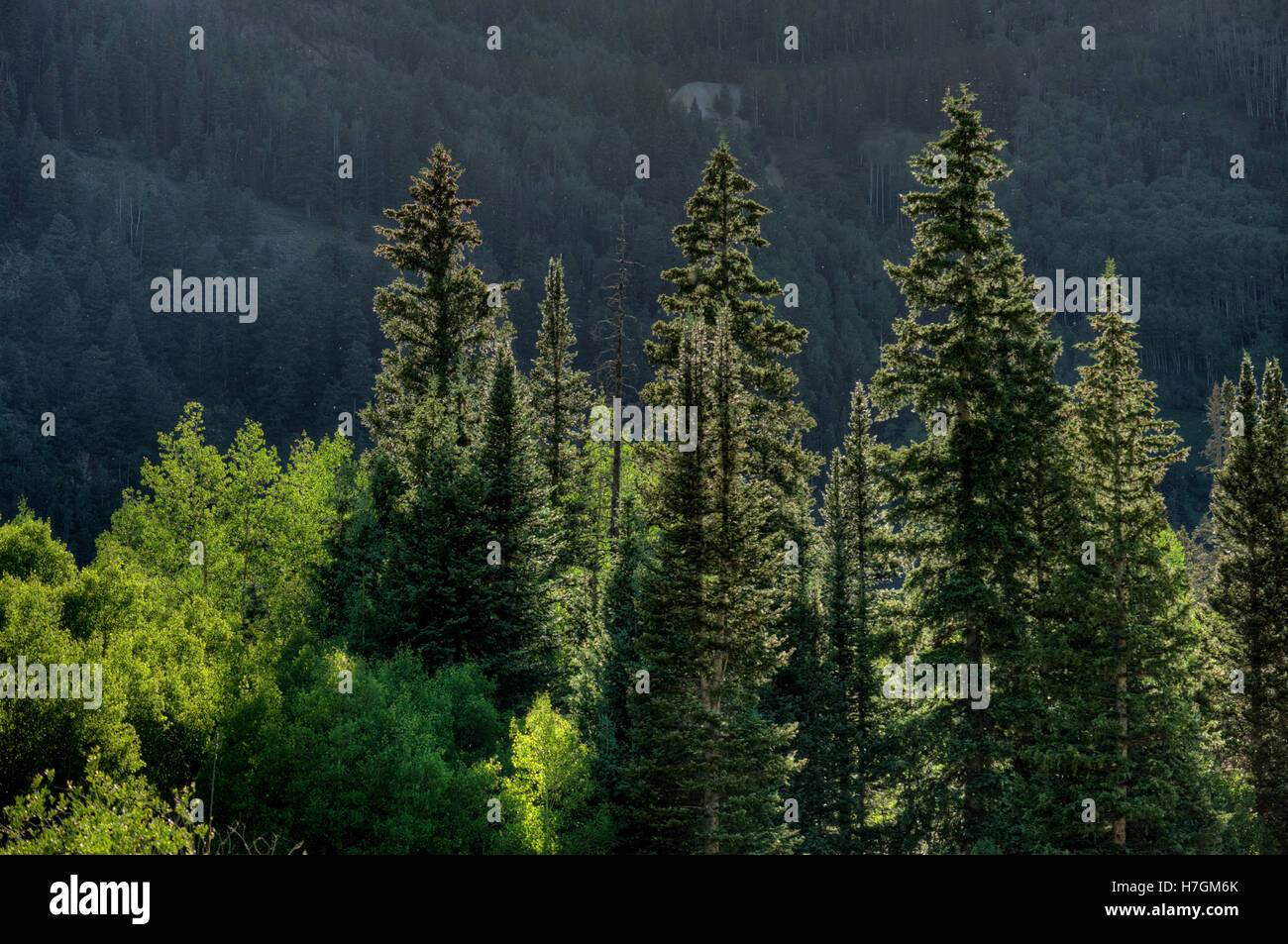 Sapin rétroéclairé et de Peuplier faux-tremble dans les montagnes de San Juan au Colorado Banque D'Images