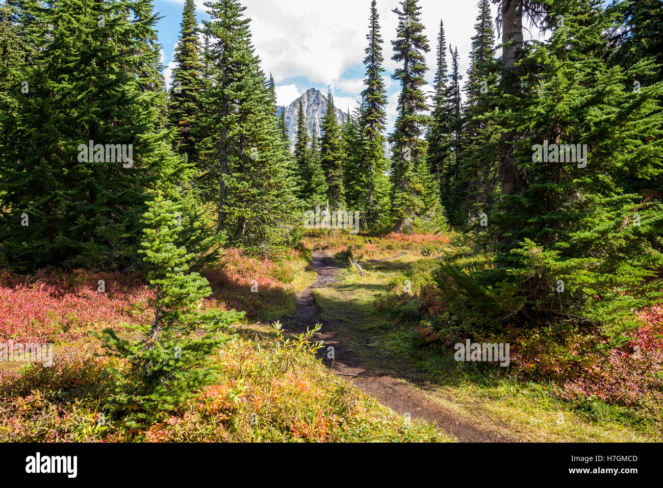 Couleurs d'automne le long d'un sentier en forêt de Juniper dans le parc national des North Cascades, Washington State, USA. Banque D'Images