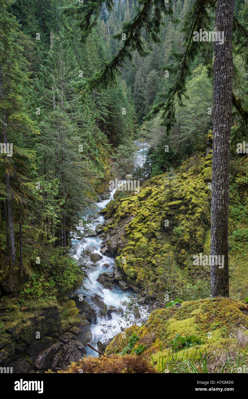 Des roches couvertes de mousse vert luxuriant le long d'un ruisseau de montagne. North Cascades National Park, Washington, USA. Banque D'Images