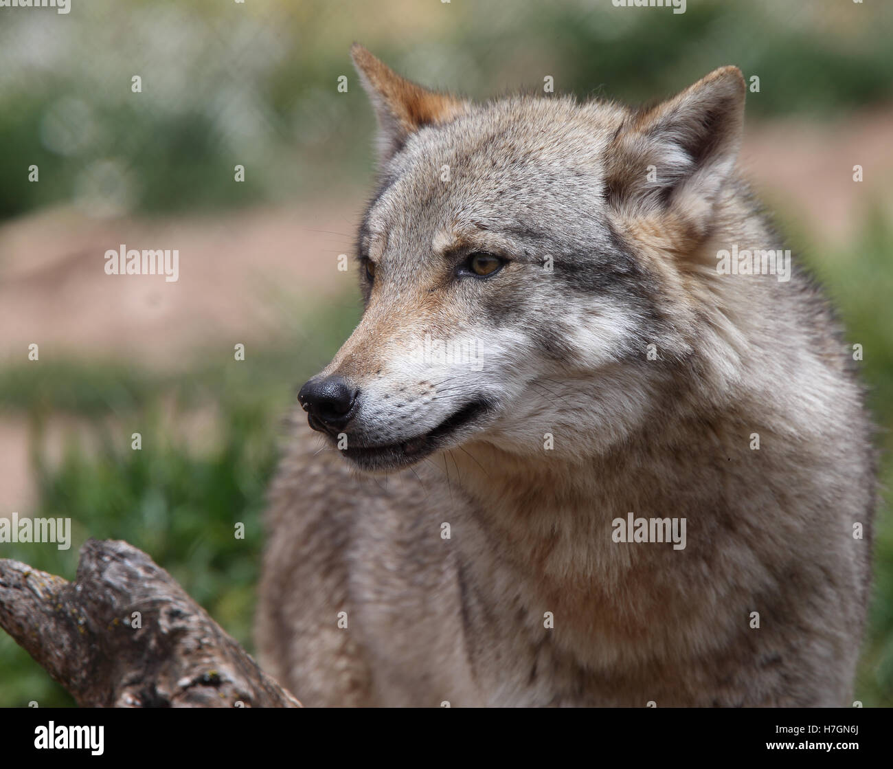 Loup espagne Banque de photographies et d’images à haute résolution Alamy