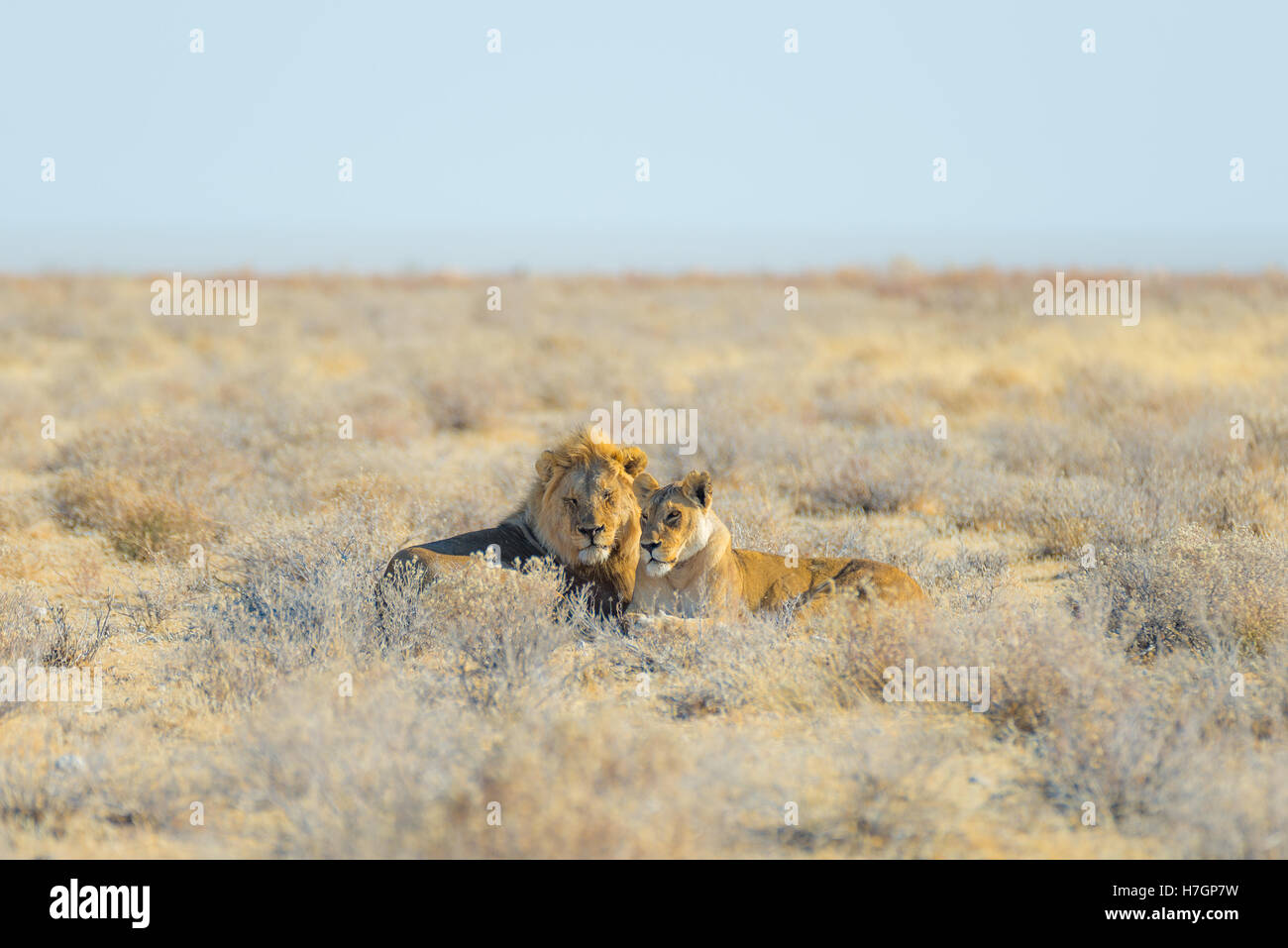 Couple de lions couchés sur le sol dans la brousse. Safari de la faune dans le Parc National d'Etosha, principale attraction touristique dans la région de Na Banque D'Images