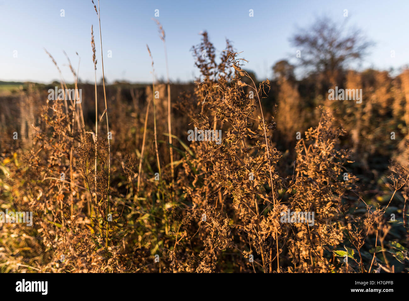 Lever du soleil d'automne à Fewston réservoir, près de Harrogate North Yorkshire Banque D'Images