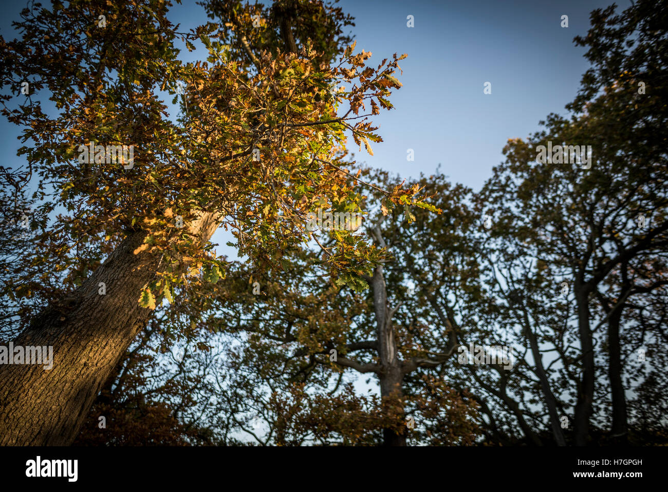 Lever du soleil d'automne à Fewston réservoir, près de Harrogate North Yorkshire Banque D'Images