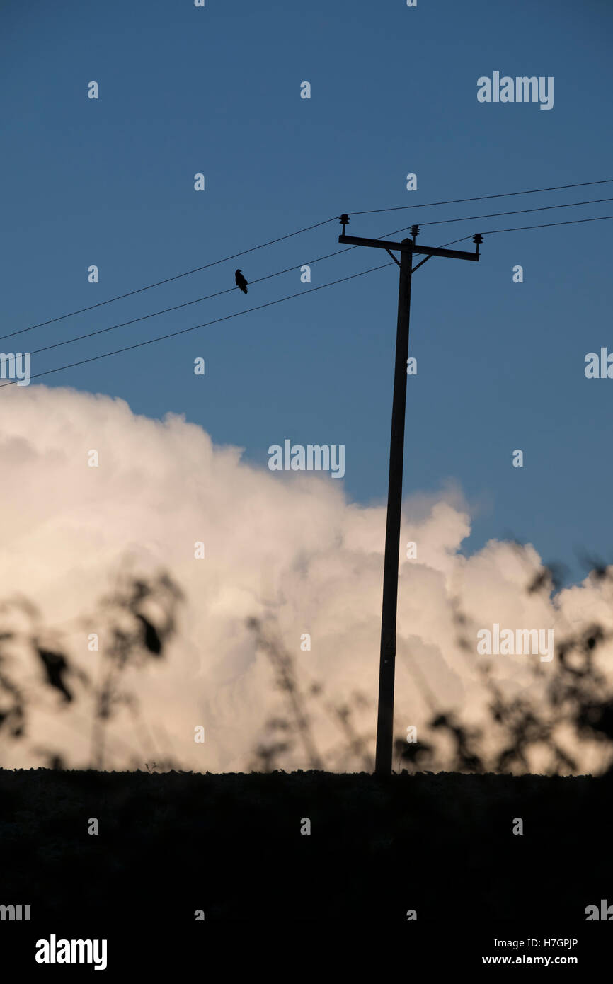 La silhouette d'un oiseau posé sur un fil télégraphique contre un ciel nuageux ciel bleu Banque D'Images