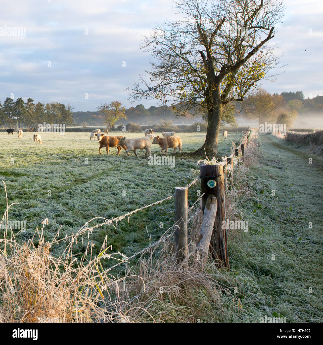 Vaches dans un champ à côté d'un arbre dans un matin d'hiver glacial, campagne, scène de la rivière Avon Valley sur le bord de la New Forest, Hampshire, England, UK Banque D'Images