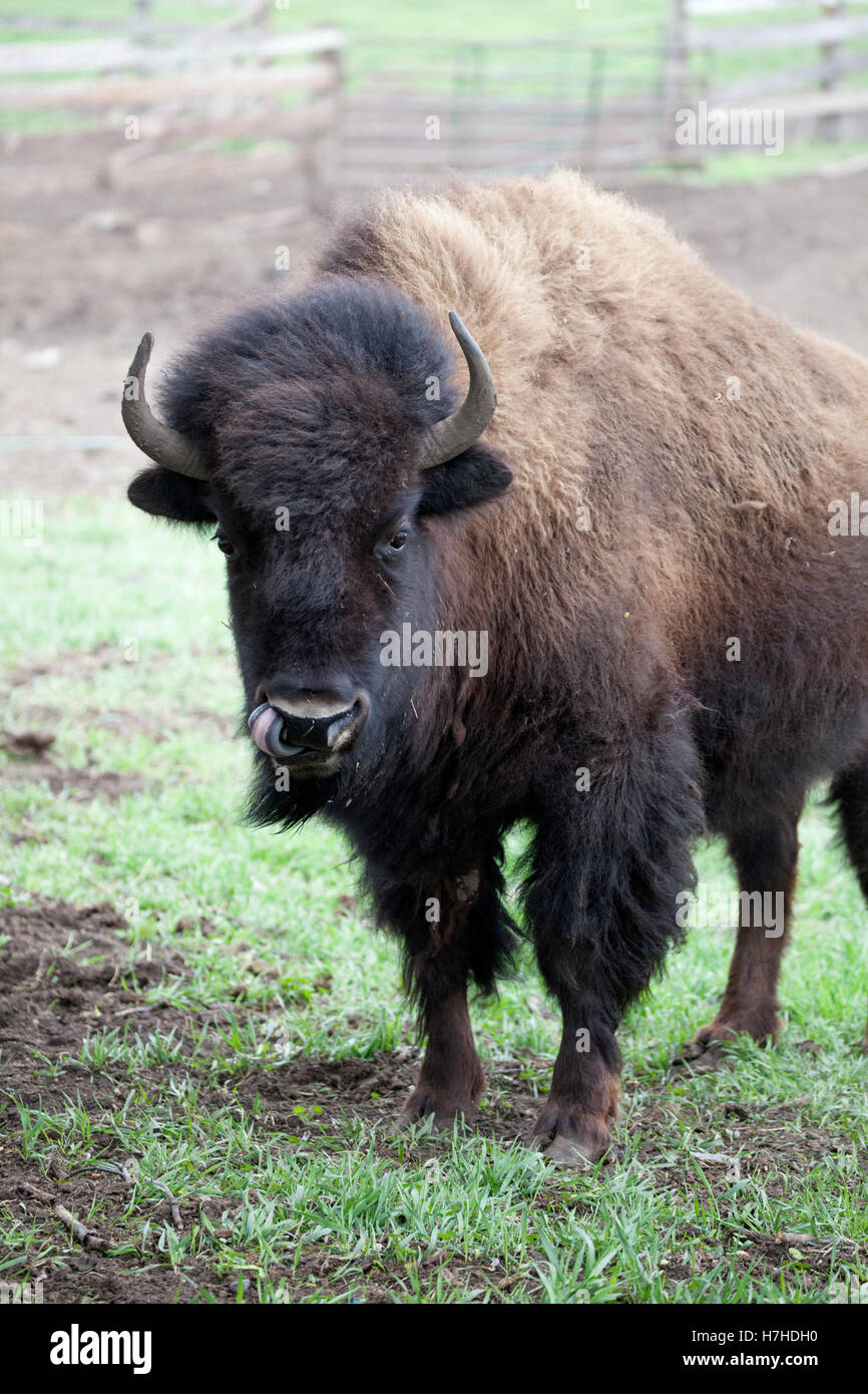 Les bisons de Buffalo soulevées dans un ranch pour consommation commerciale. Pierz Minnesota MN USA Banque D'Images