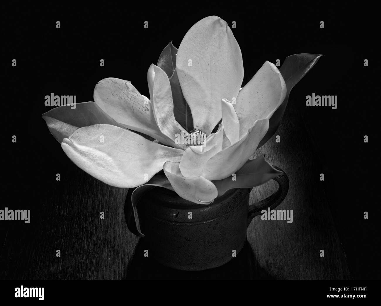 Magnolia fleurs dans une cruche, noir et blanc Banque D'Images