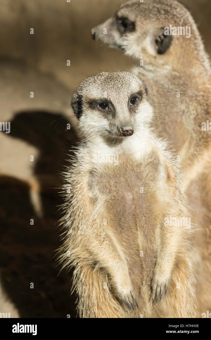 Meerkat, suricate, Lynx lynx, originaire du sud de l'Afrique Banque D'Images