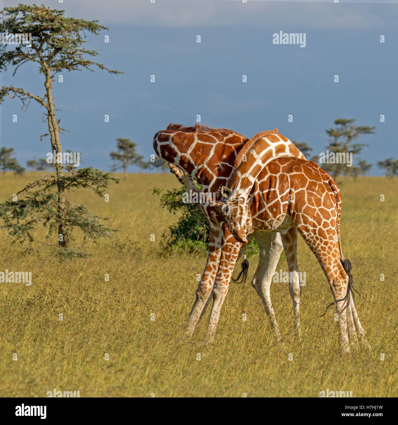 Deux giraffe réticulée Giraffa reticulata "girafe" somaliens combat aussi bien les cou enveloppé ensemble, Laikipia Kenya Afrique de l'Est 2016 Banque D'Images