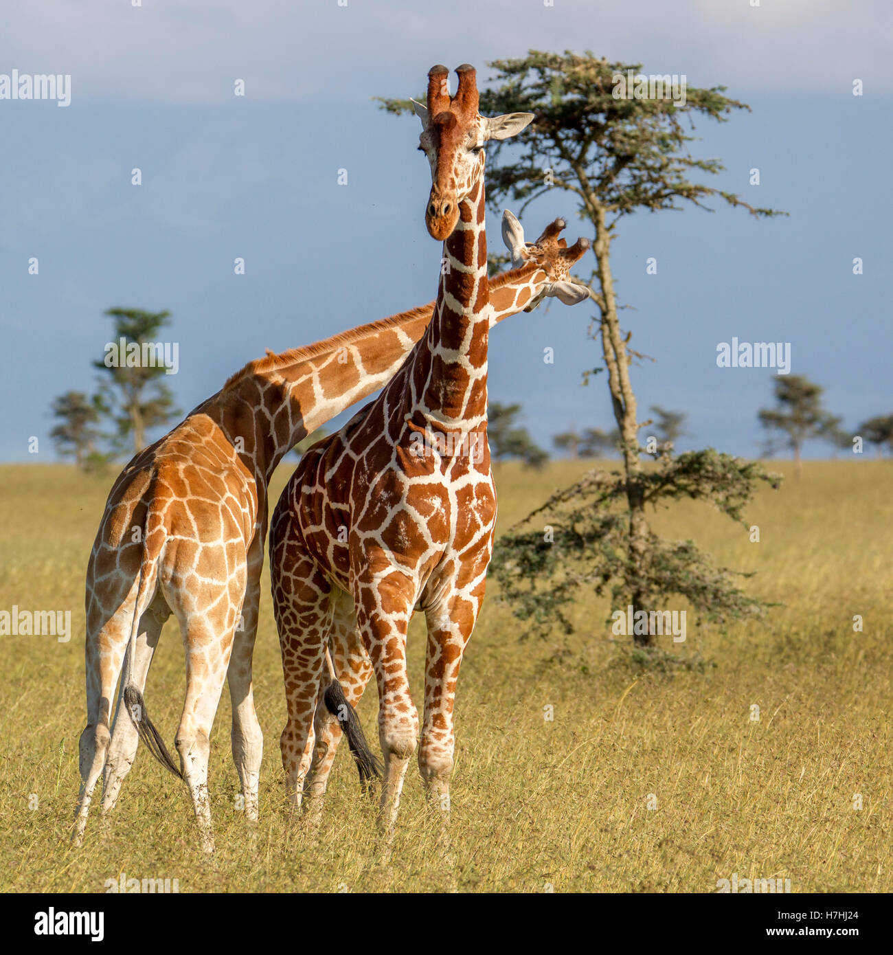 Deux giraffe réticulée Giraffa reticulata "girafe" Somalie combats cou une commençant à attaquer, Laikipia Kenya Afrique de l'Est Banque D'Images