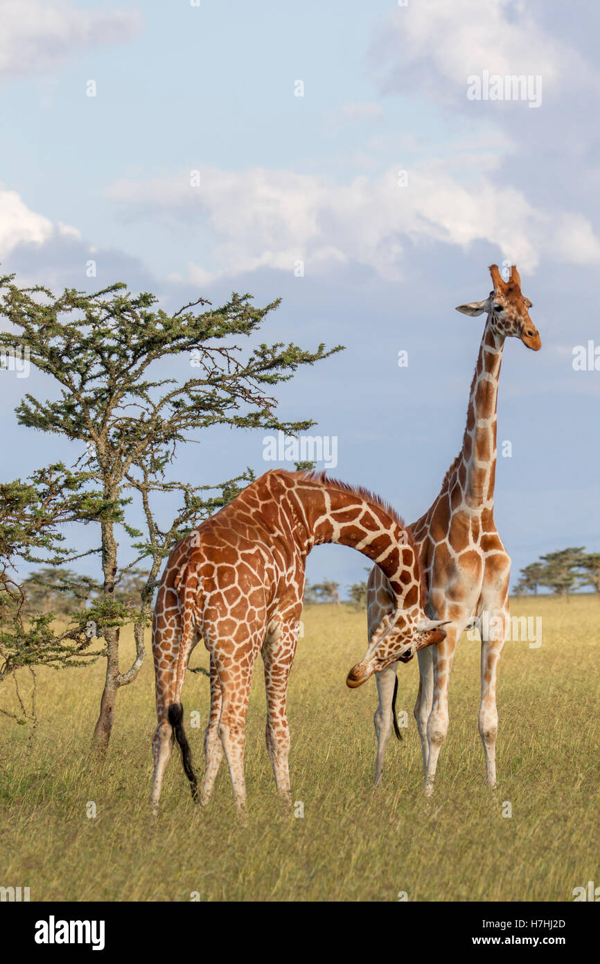 Deux giraffe réticulée Giraffa reticulata "girafe somaliens" sur le point de commencer la lutte contre le cou, Laikipia Kenya Afrique de l'Est 2016 Banque D'Images