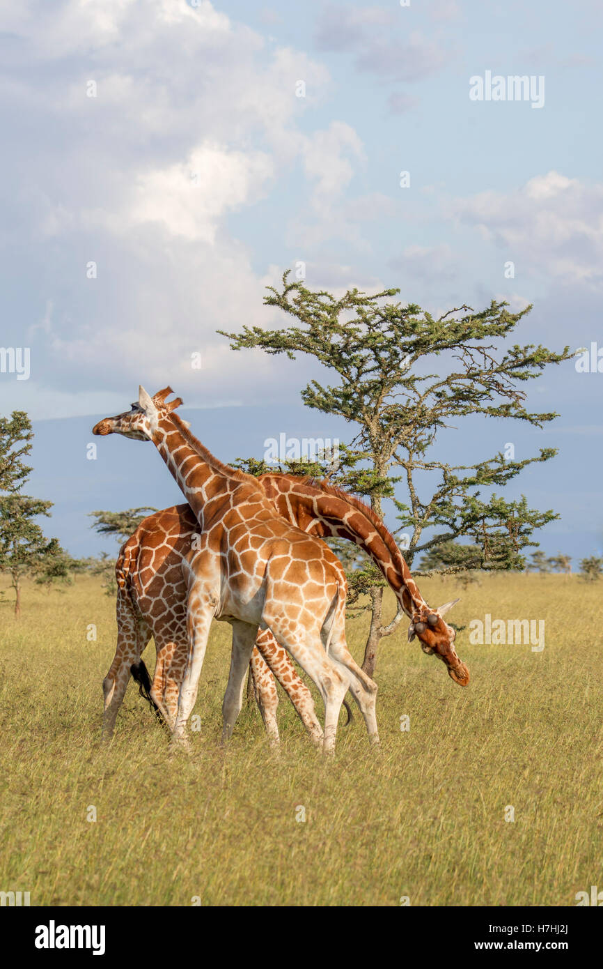 Deux giraffe réticulée Giraffa reticulata "girafe somaliens", tous deux activement la lutte contre le cou, Laikipia Kenya Afrique de l'Est 2016 Banque D'Images