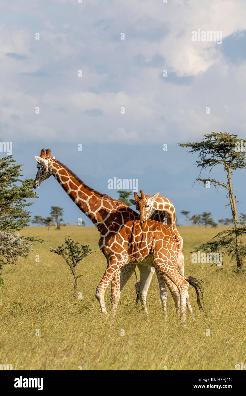 Deux giraffe réticulée Giraffa reticulata "girafe somaliens", l'un poussant l'autre, la lutte contre le cou, Laikipia Kenya Afrique de l'Est Banque D'Images