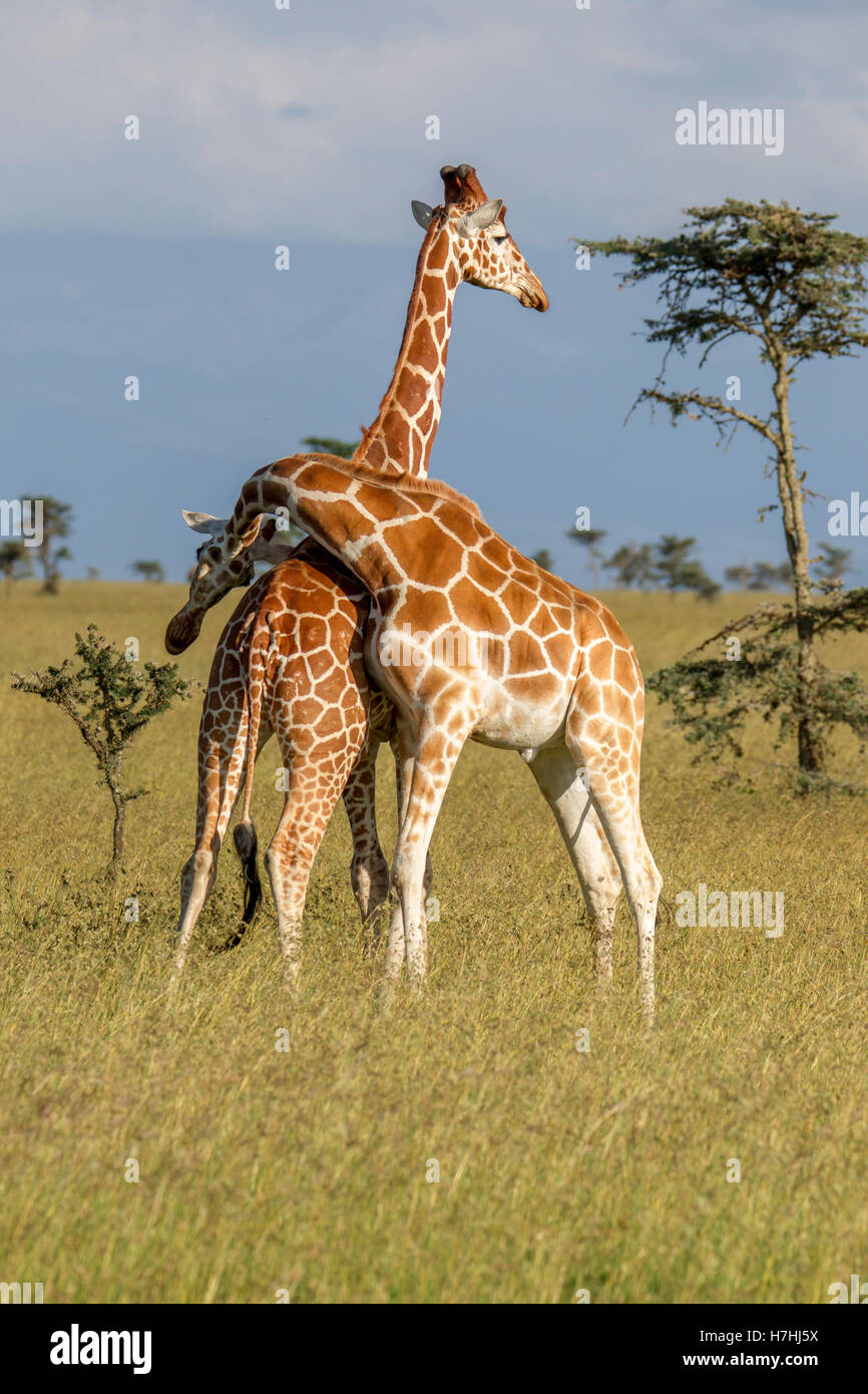 Deux giraffe réticulée Giraffa reticulata "girafe somaliens", l'un attaque l'autre, la lutte contre le cou, Laikipia Kenya Afrique de l'Est Banque D'Images