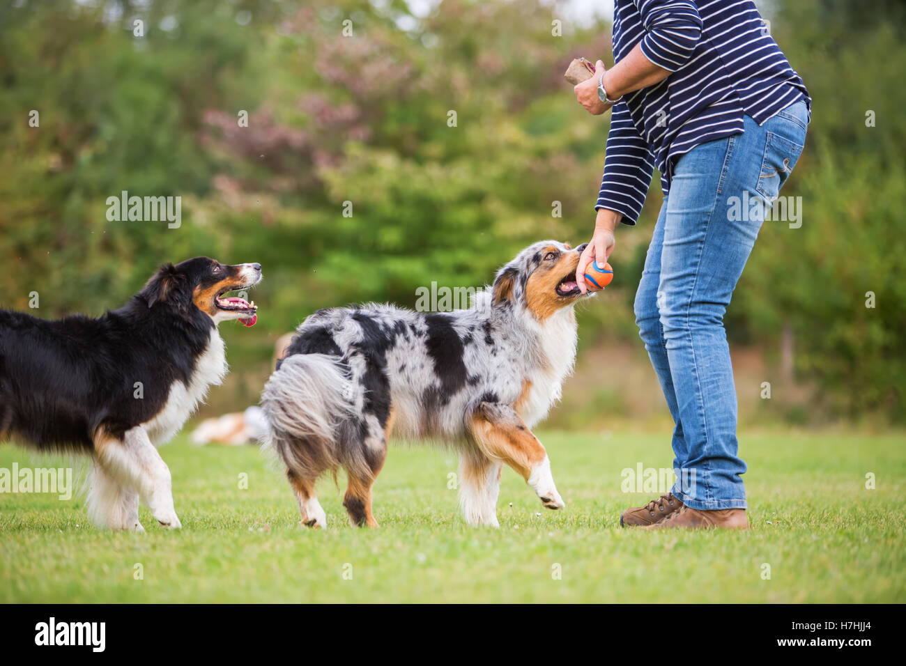 Les trains femme avec deux chiens berger australien sur un champ de formation de chien Banque D'Images