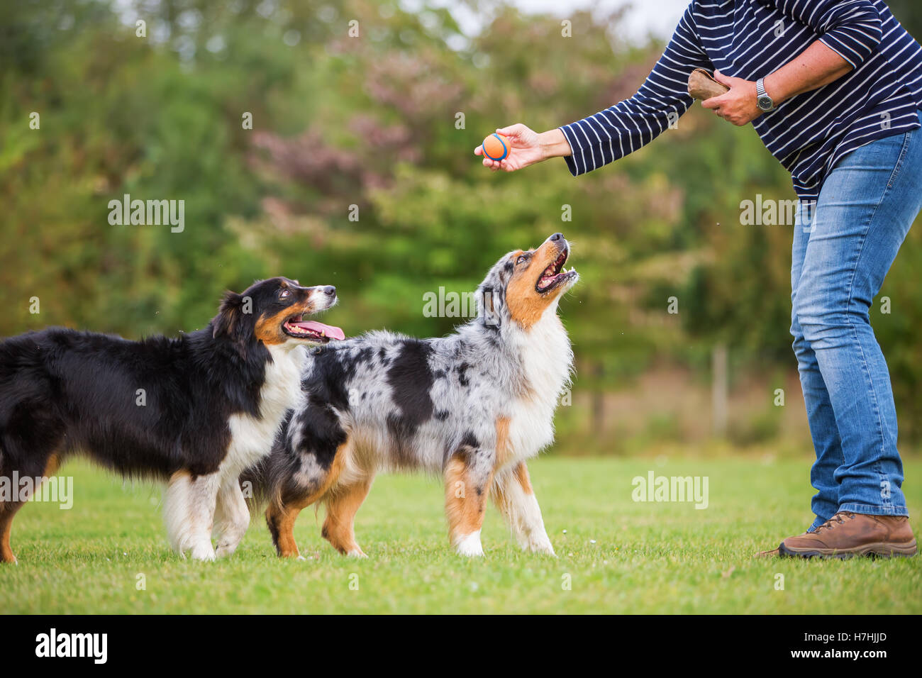 Les trains femme avec deux chiens berger australien sur un champ de formation de chien Banque D'Images