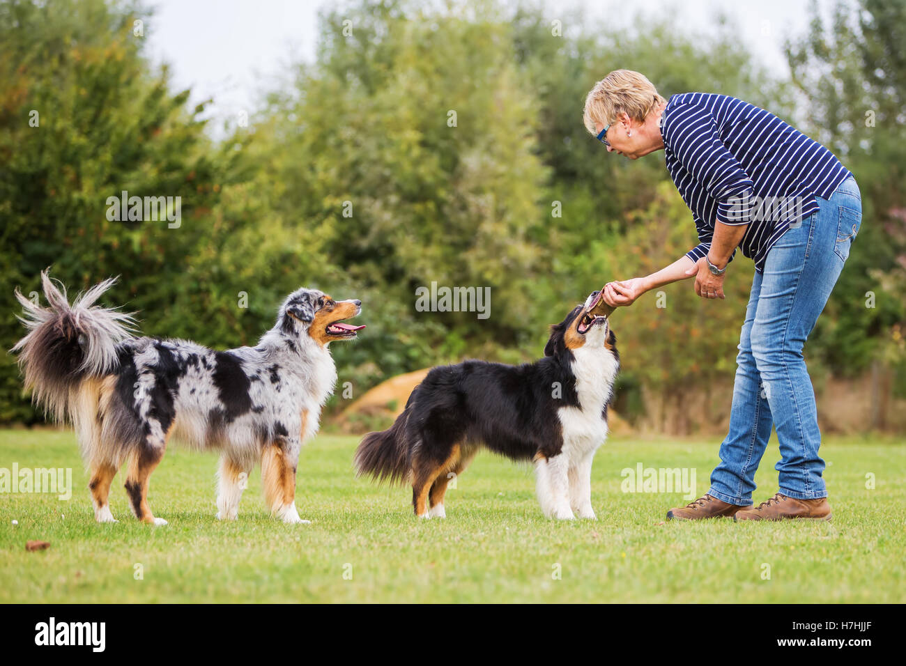 Les trains femme avec deux chiens berger australien sur un champ de formation de chien Banque D'Images