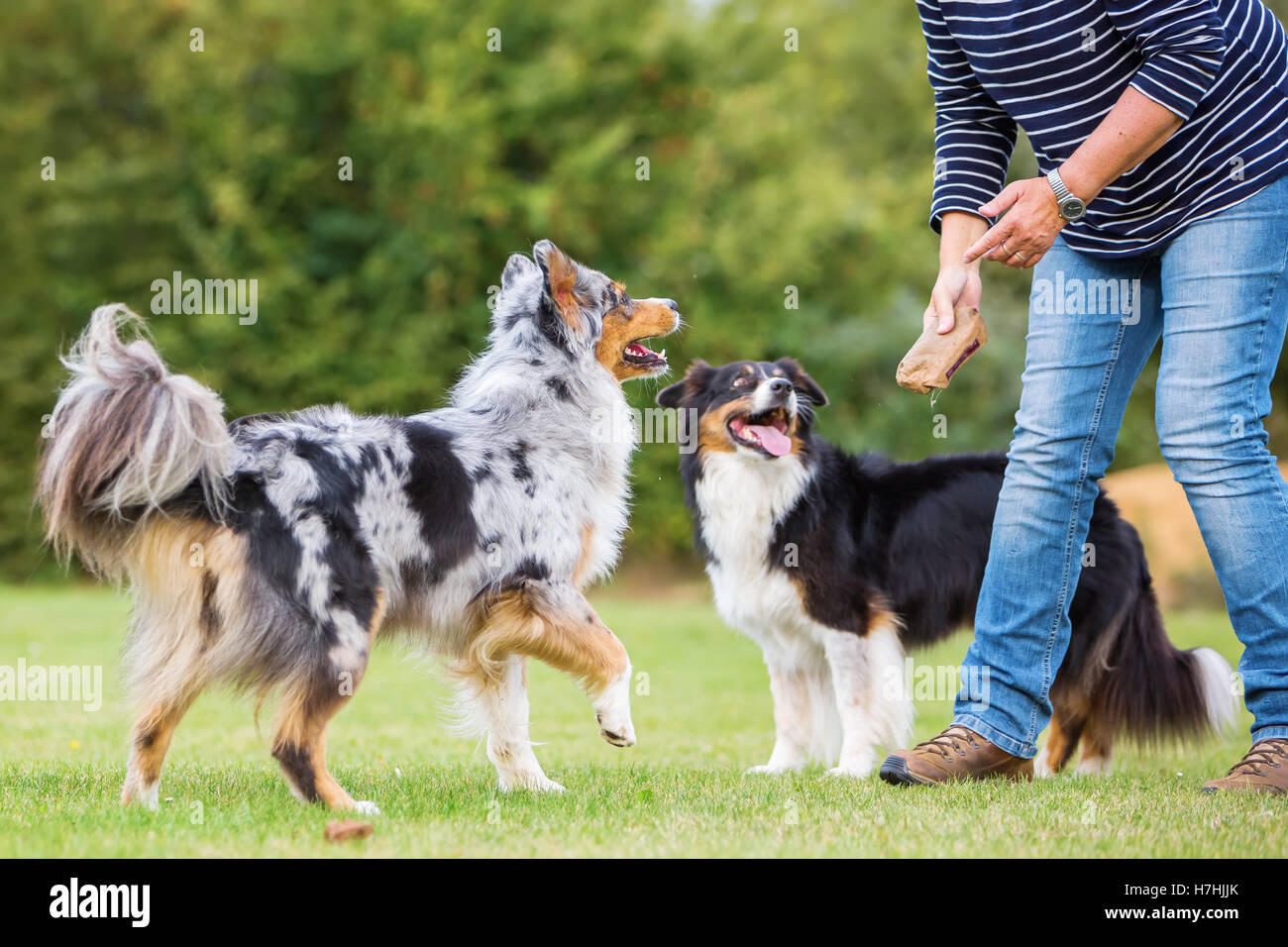 Les trains femme avec deux chiens berger australien sur un champ de formation de chien Banque D'Images
