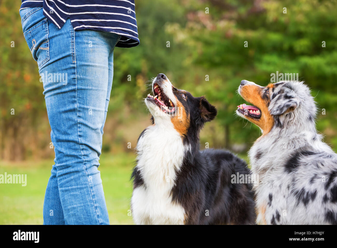 Les trains femme avec deux chiens berger australien sur un champ de formation de chien Banque D'Images