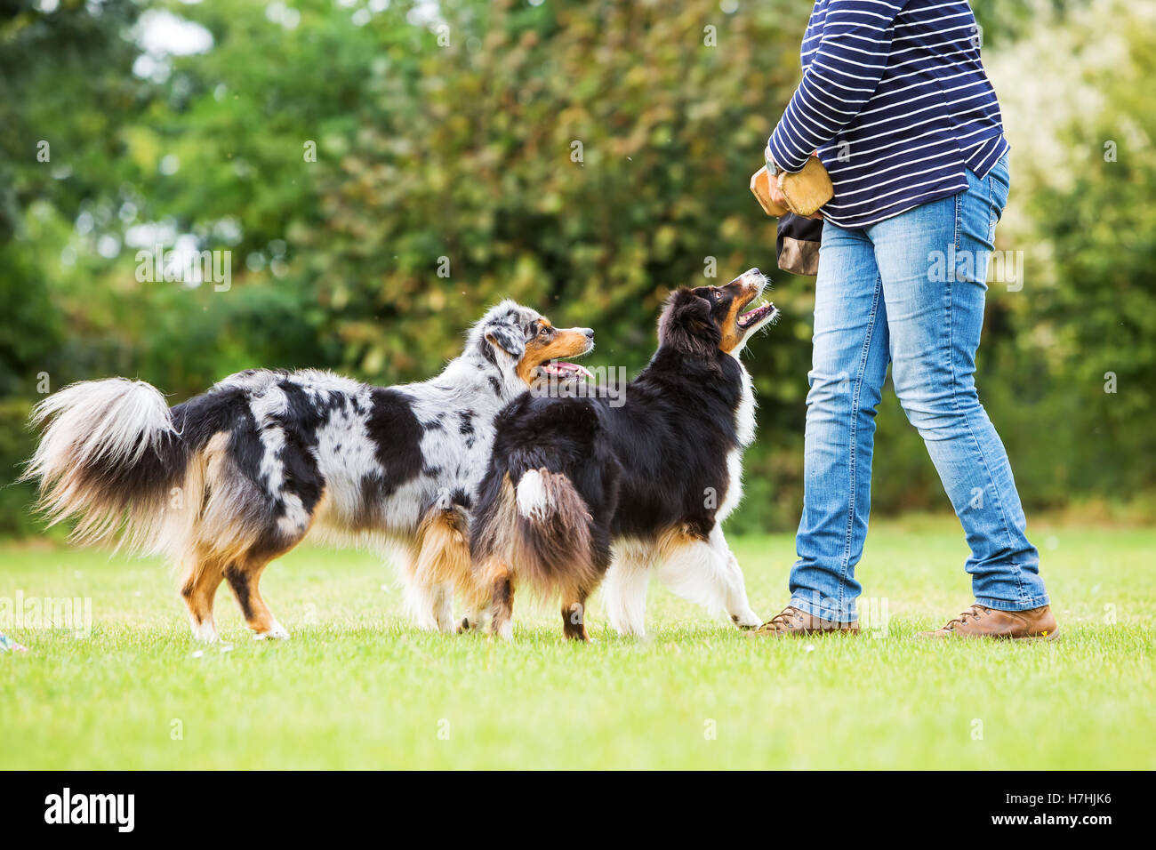 Les trains femme avec deux chiens berger australien sur un champ de formation de chien Banque D'Images