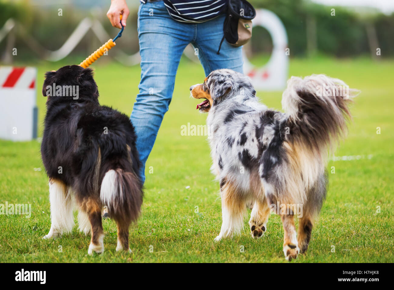 Les trains femme avec deux chiens berger australien sur un champ de formation de chien Banque D'Images
