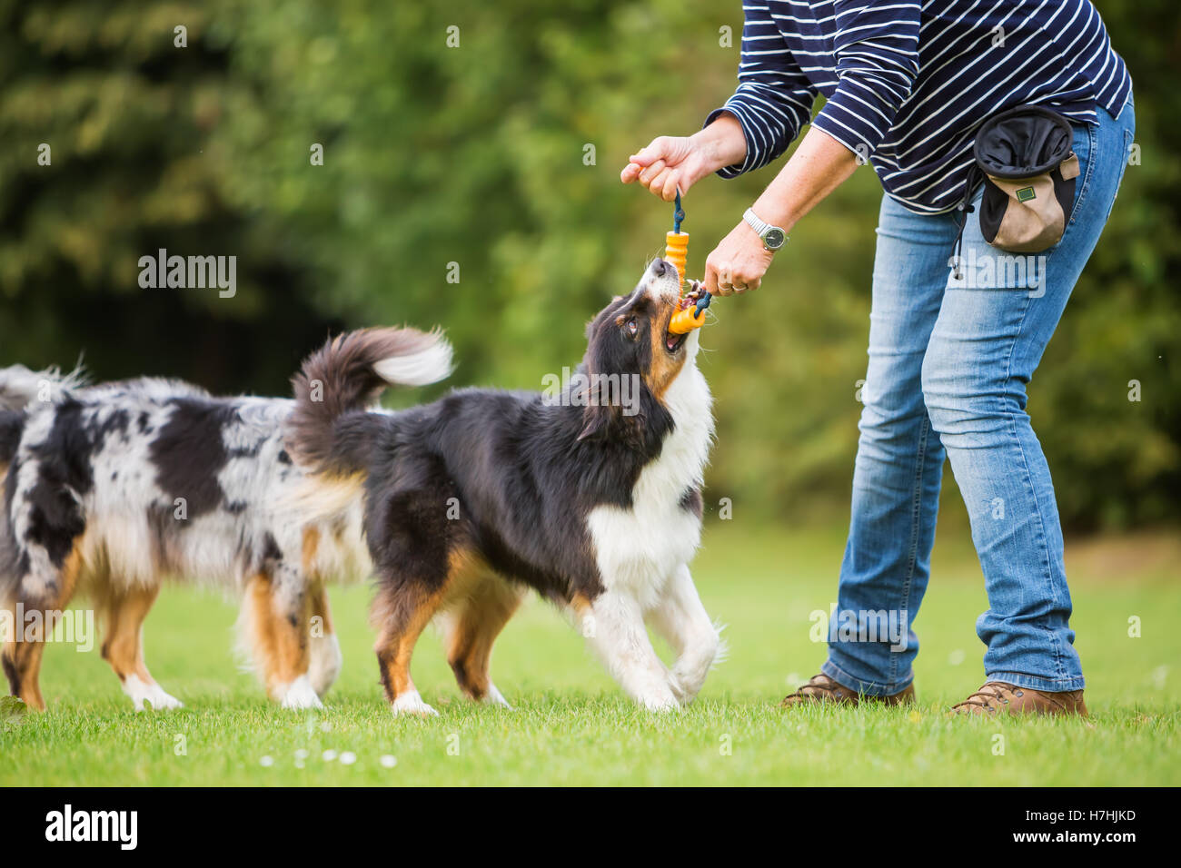 Les trains femme avec deux chiens berger australien sur un champ de formation de chien Banque D'Images
