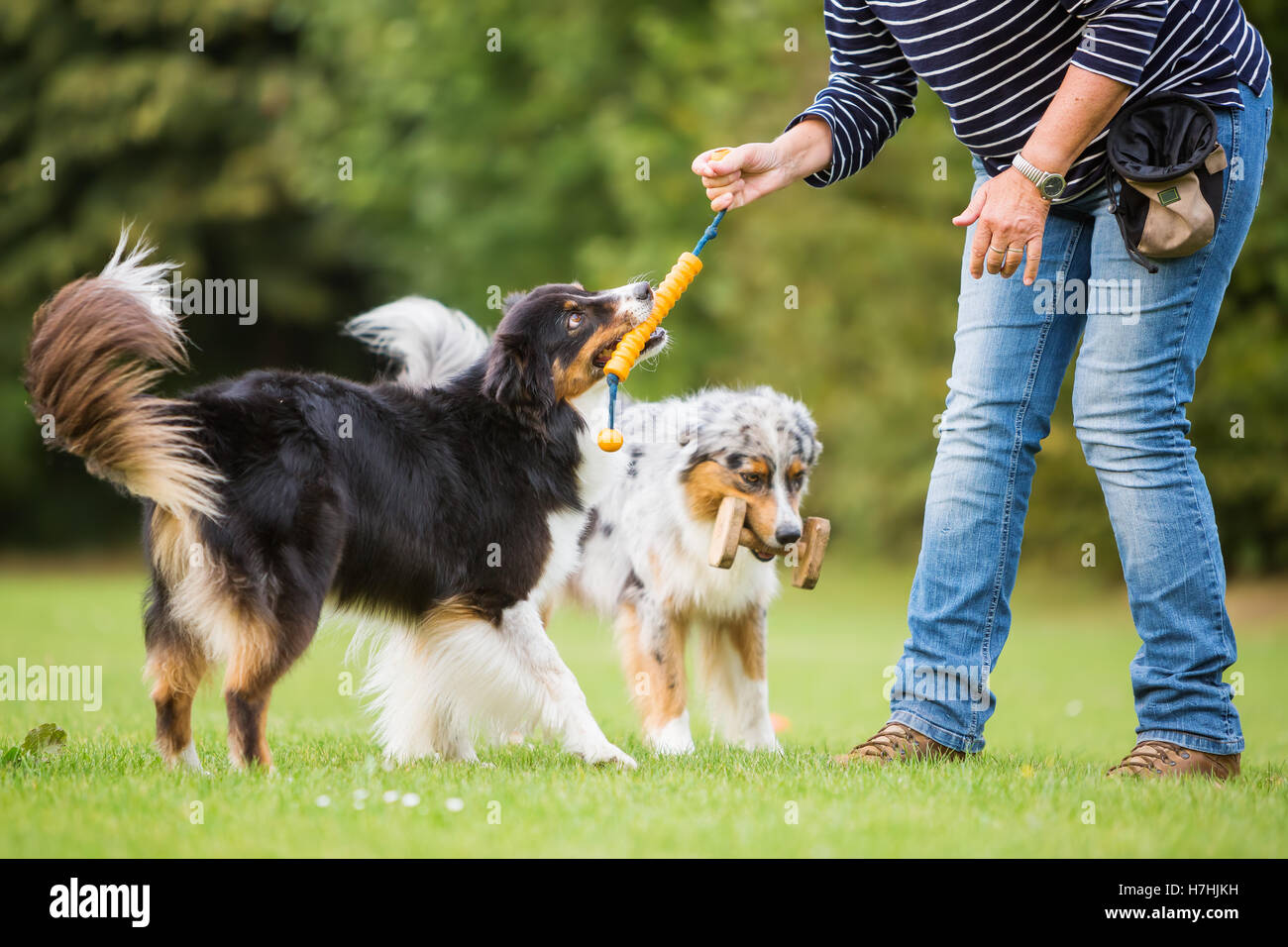 Les trains femme avec deux chiens berger australien sur un champ de formation de chien Banque D'Images