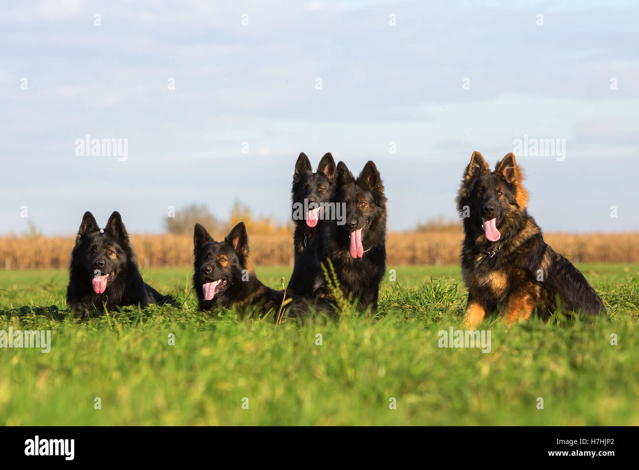 Pack de vieux chiens de berger allemand assis dans une rangée Banque D'Images