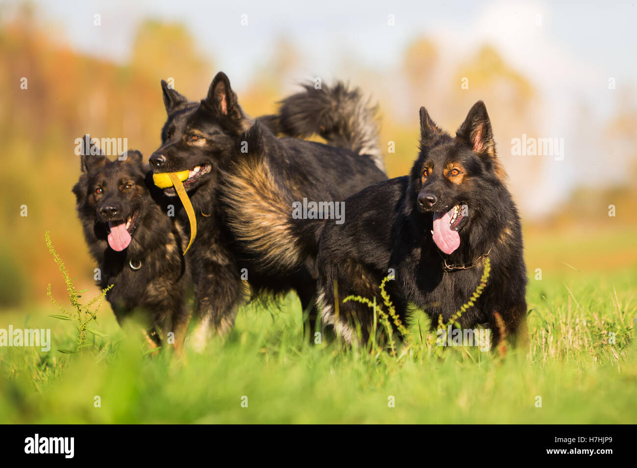 Pack de vieux chiens de berger allemand luttant pour un jouet Banque D'Images