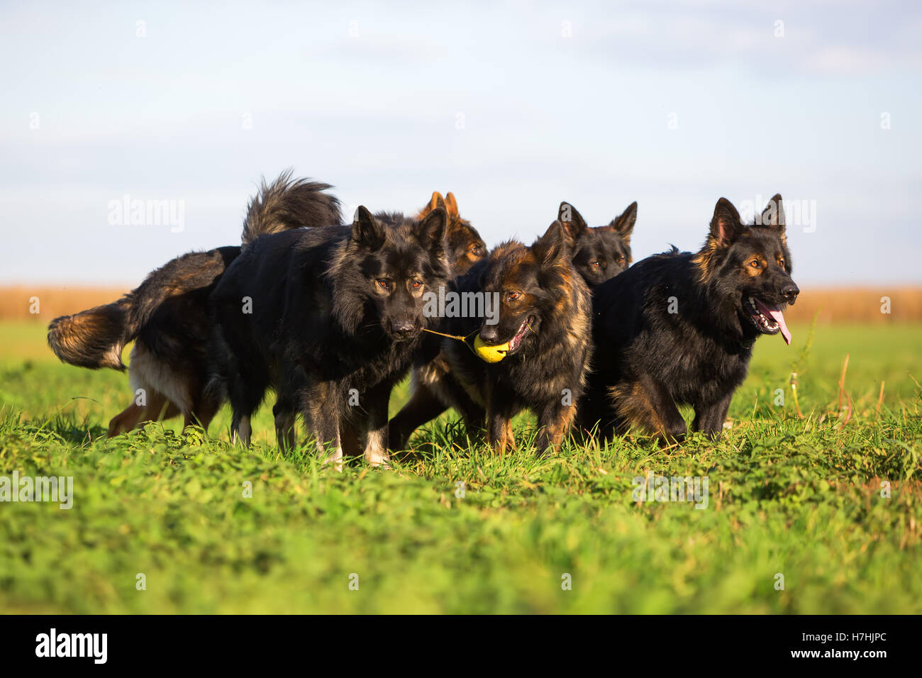 Pack de vieux chiens de berger allemand luttant pour un jouet Banque D'Images