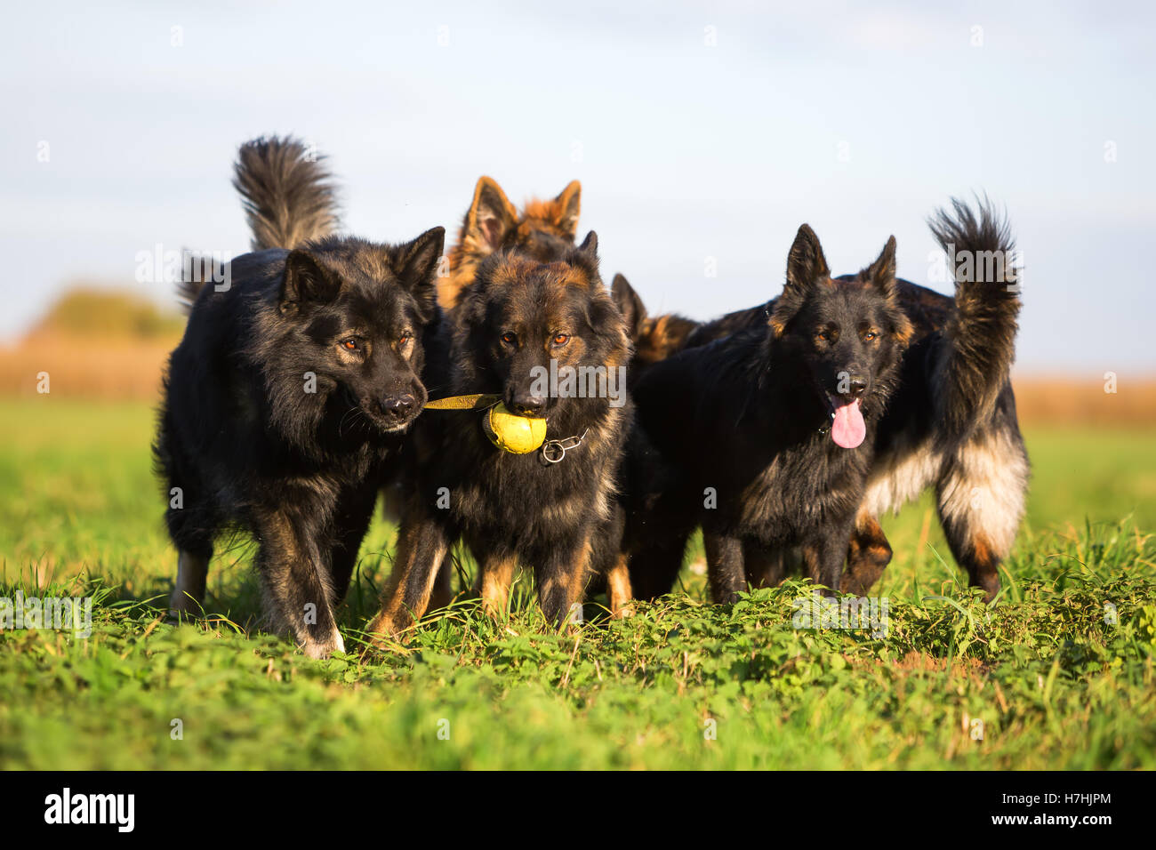 Pack de vieux chiens de berger allemand luttant pour un jouet Banque D'Images