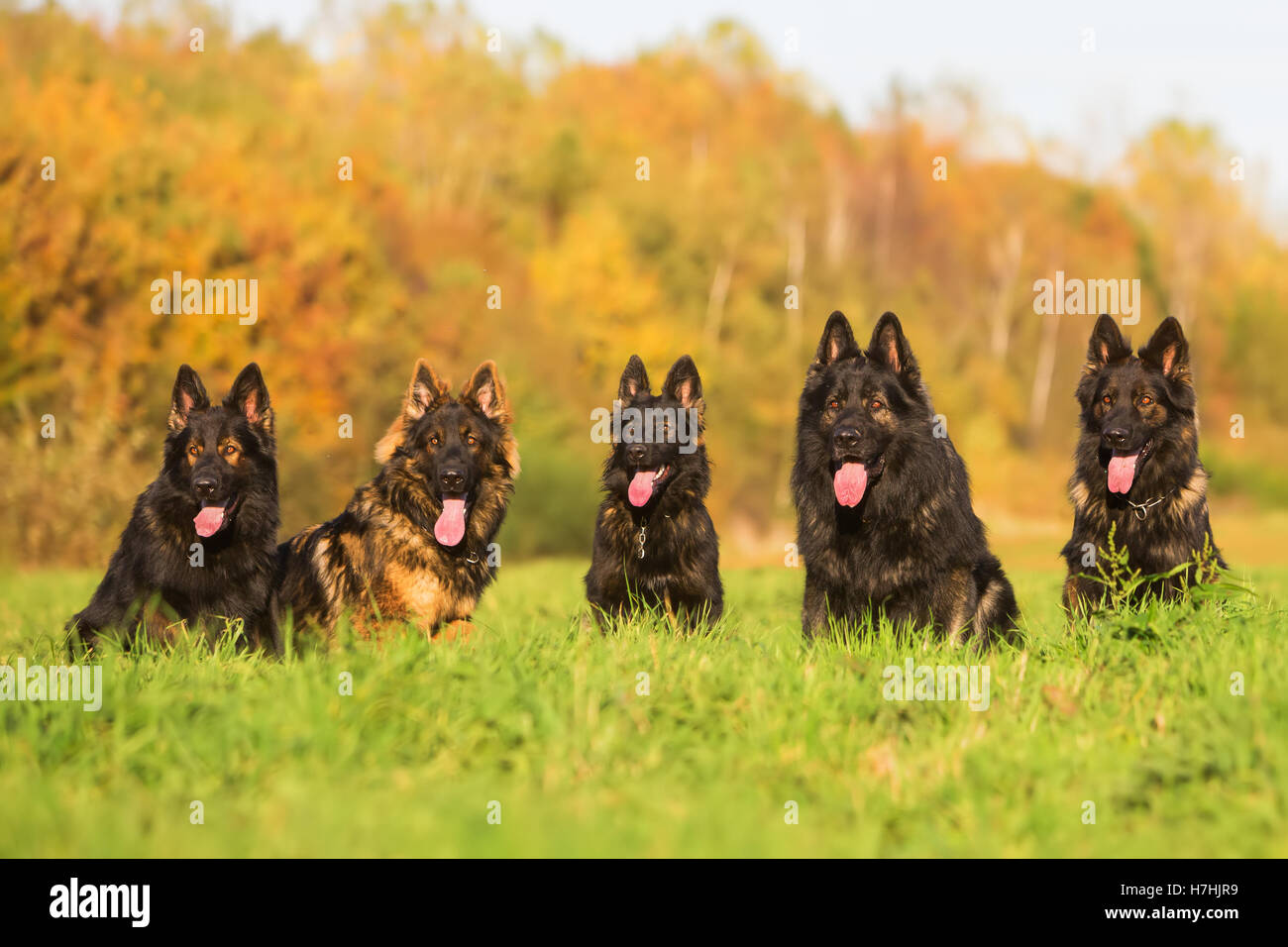 Pack de vieux chiens de berger allemand jouant sur le pré Banque D'Images