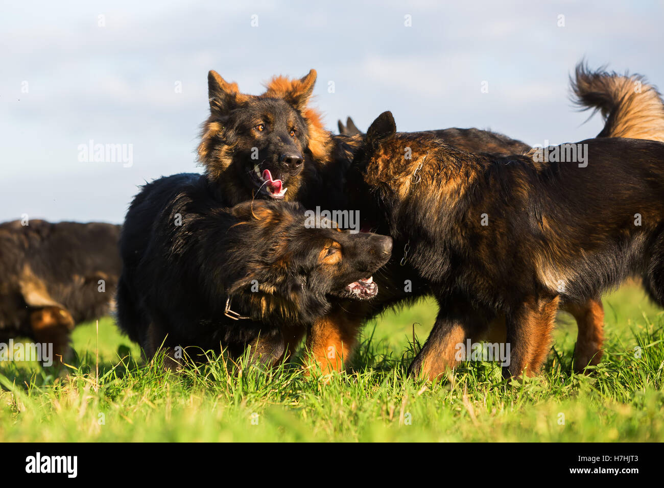 Pack de vieux chiens de berger allemand jouant sur le pré Banque D'Images