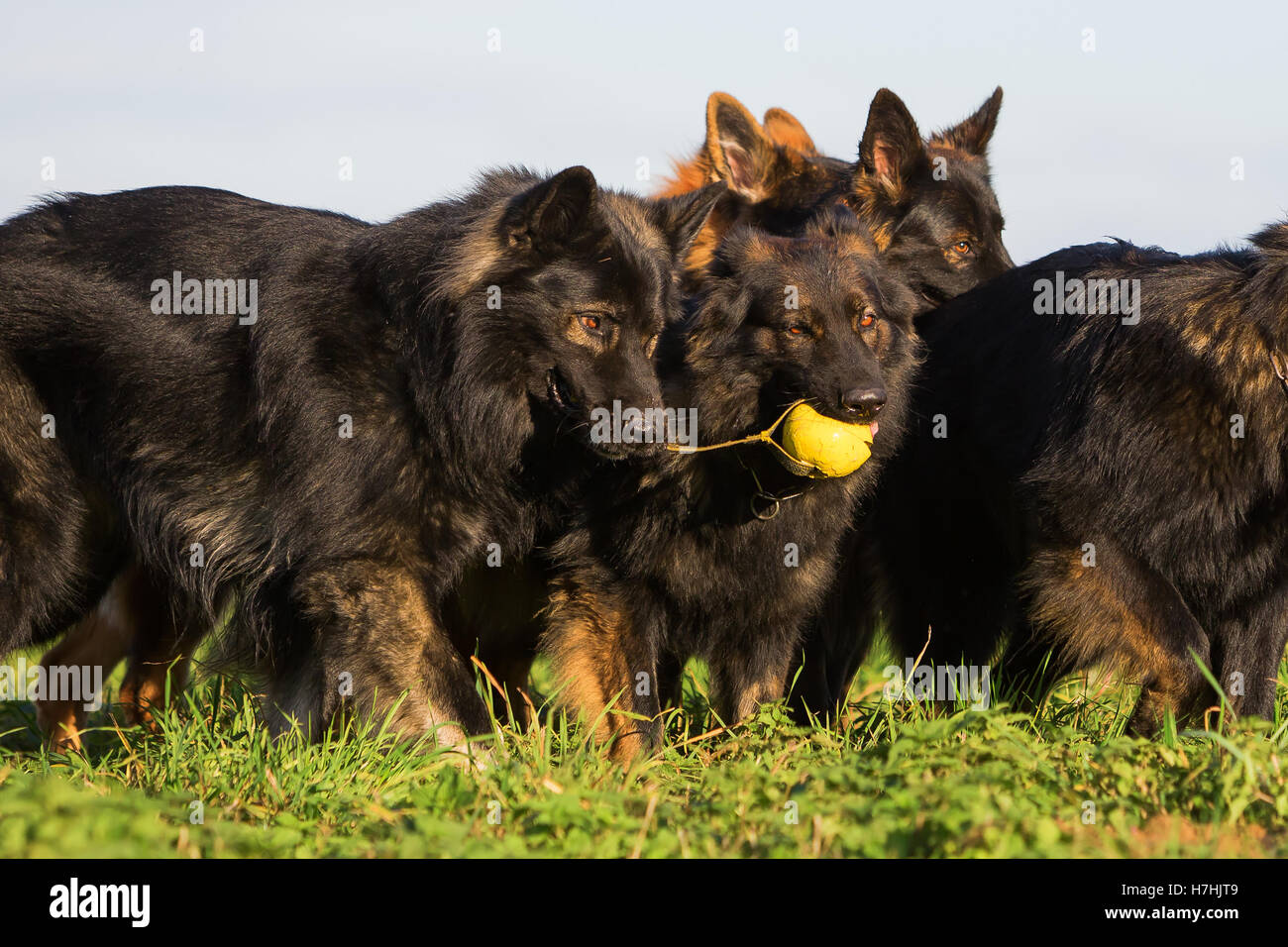Pack de vieux chiens de berger allemand luttant pour un jouet Banque D'Images