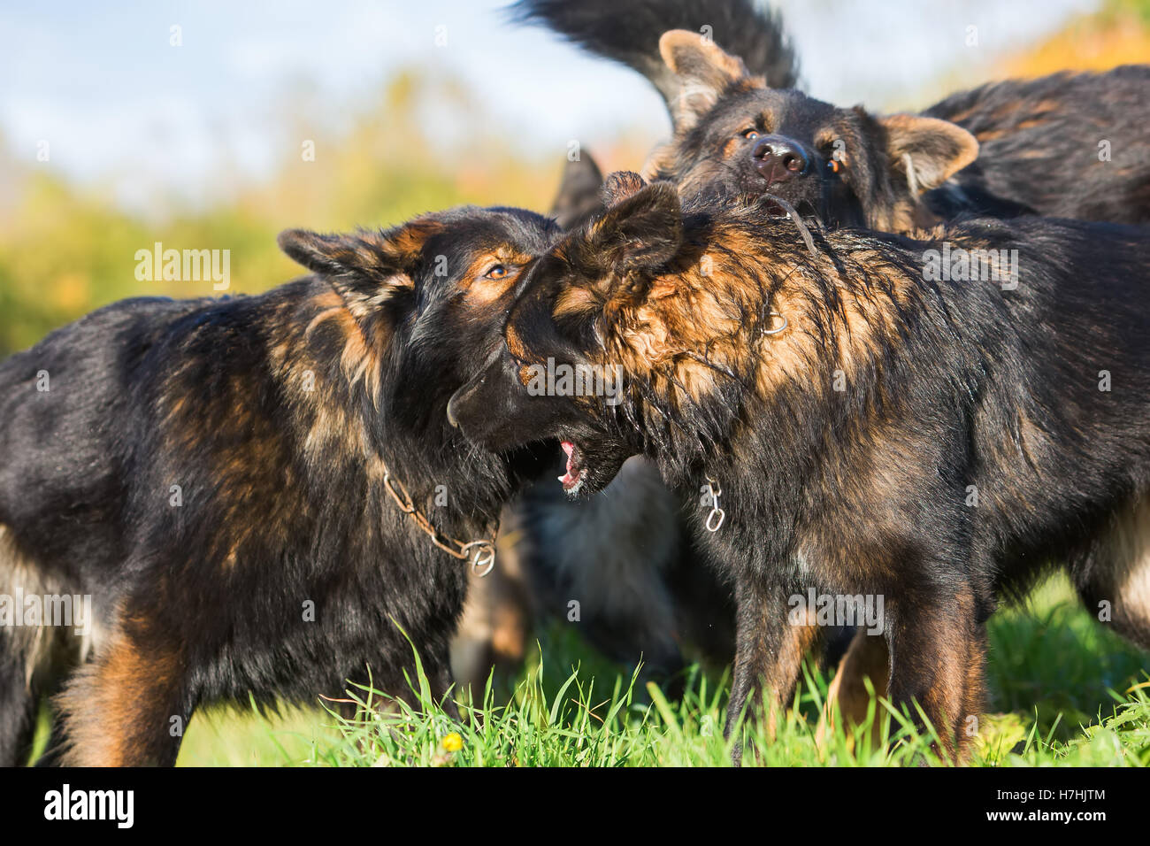 Pack de combats de chiens de berger allemand sur le pré Banque D'Images