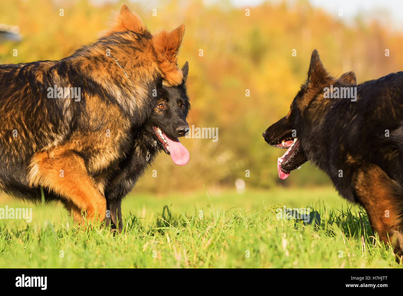 La communication entre les trois bergers allemands sur le pré Banque D'Images