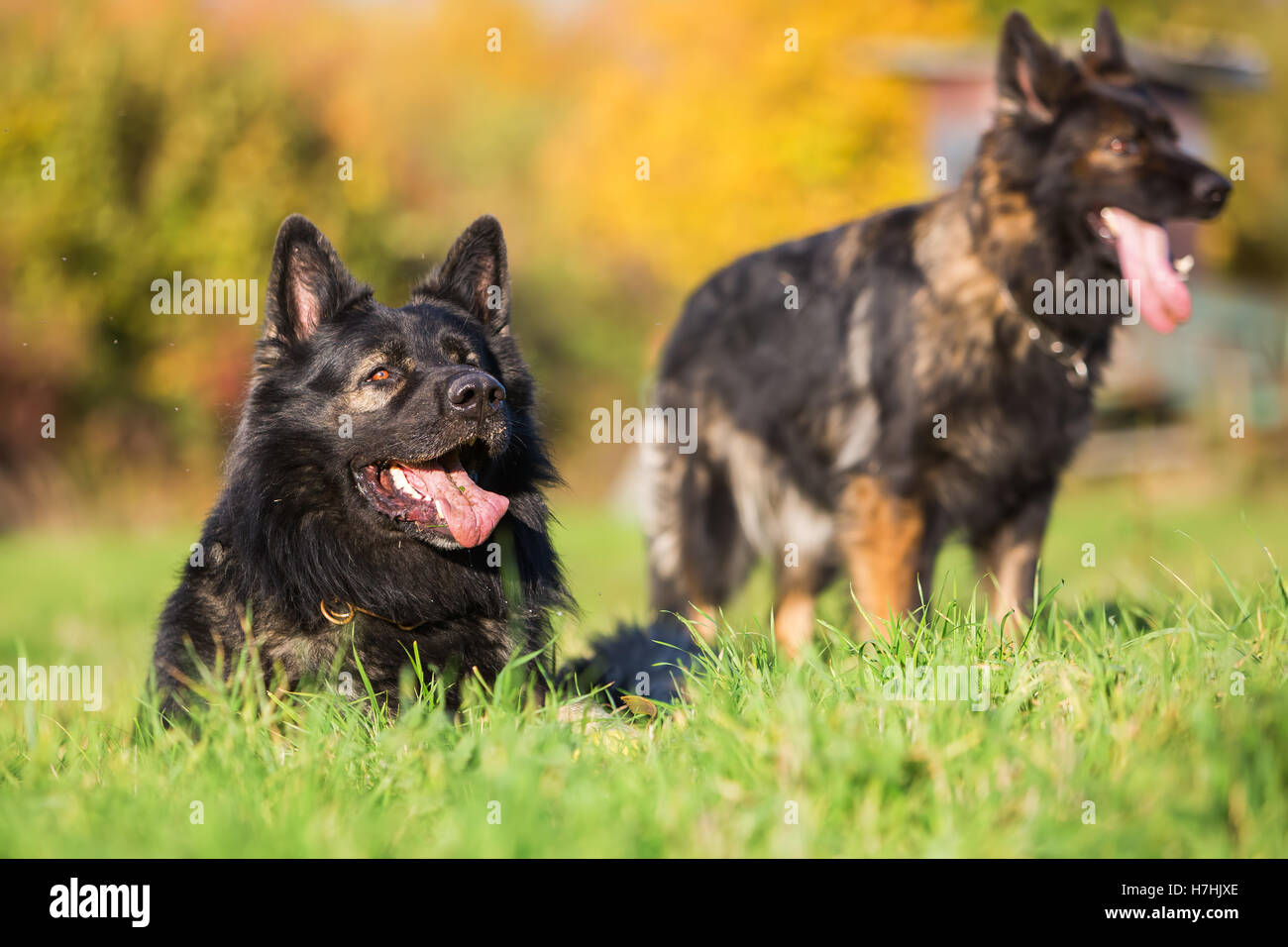 Deux chiens de berger allemand allongé et debout sur le pré Banque D'Images