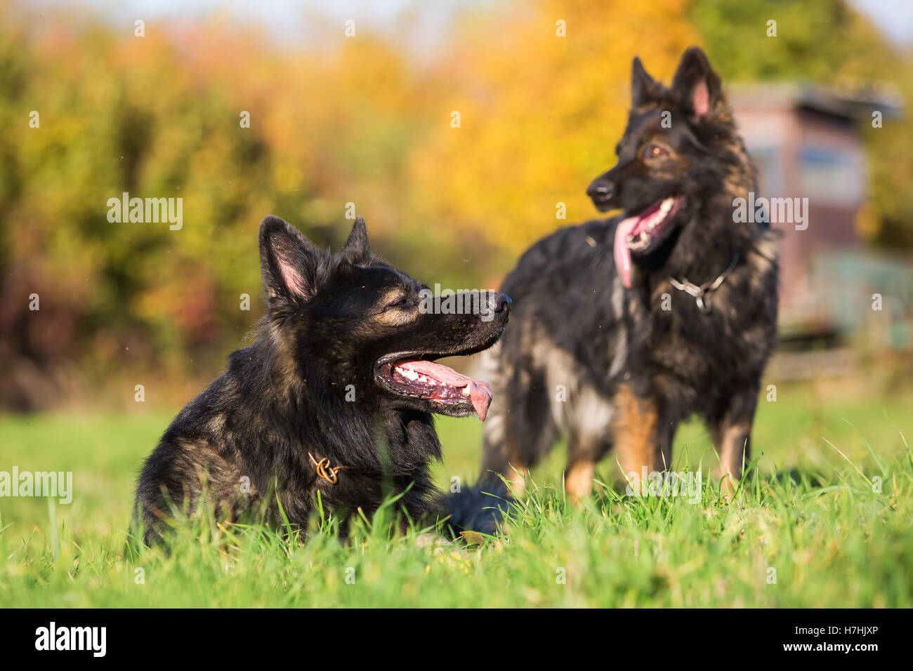 Deux chiens de berger allemand allongé et debout sur le pré Banque D'Images