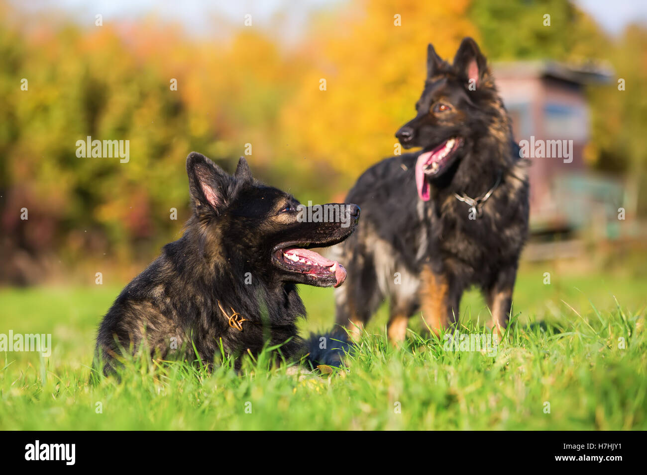 Deux chiens de berger allemand allongé et debout sur le pré Banque D'Images