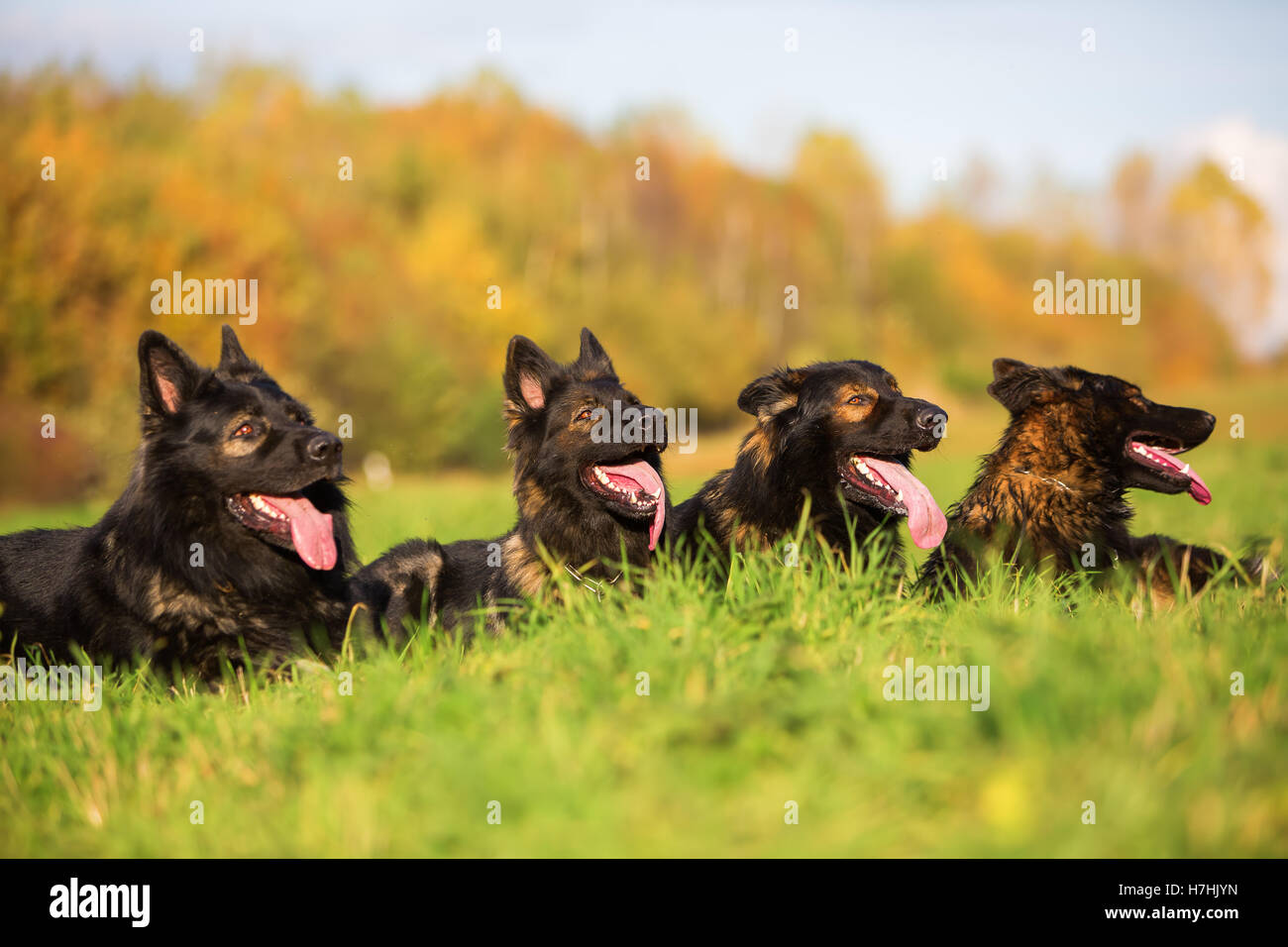Pack de chiens de berger allemand assis dans une rangée Banque D'Images