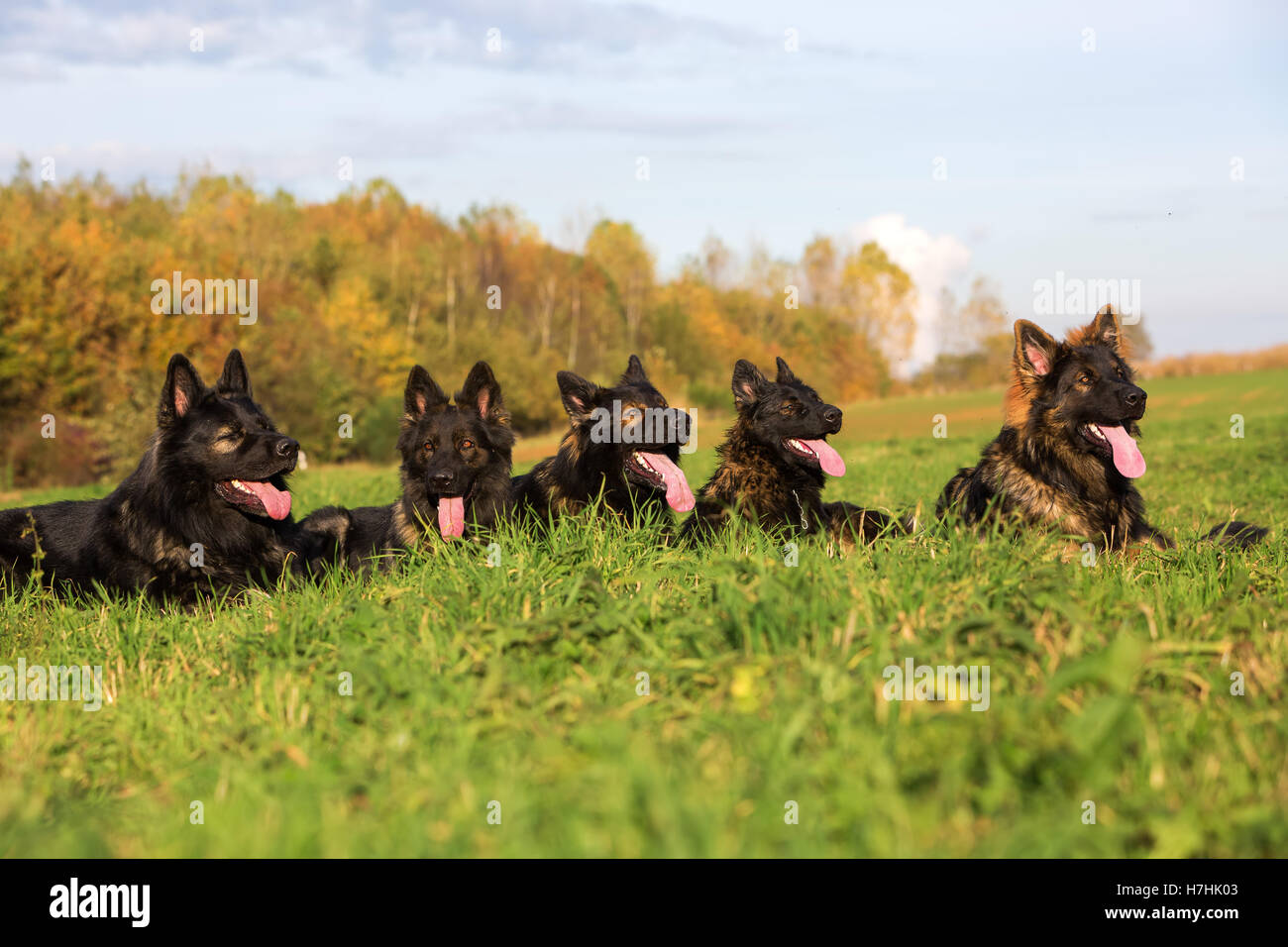 Pack de chiens de berger allemand assis dans une rangée Banque D'Images