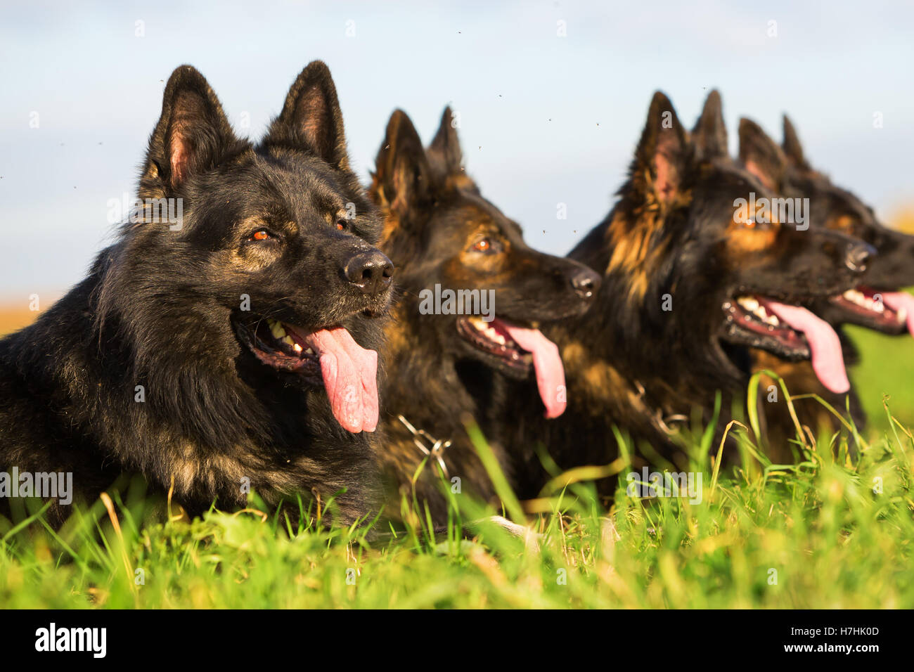 Pack de chiens de berger allemand assis dans une rangée Banque D'Images
