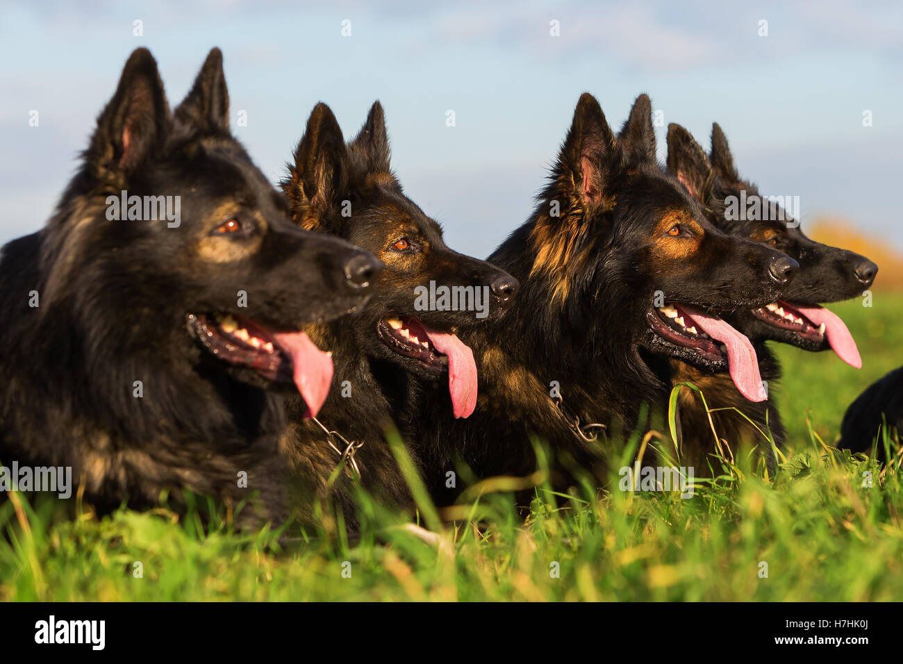 Pack de chiens de berger allemand assis dans une rangée Banque D'Images