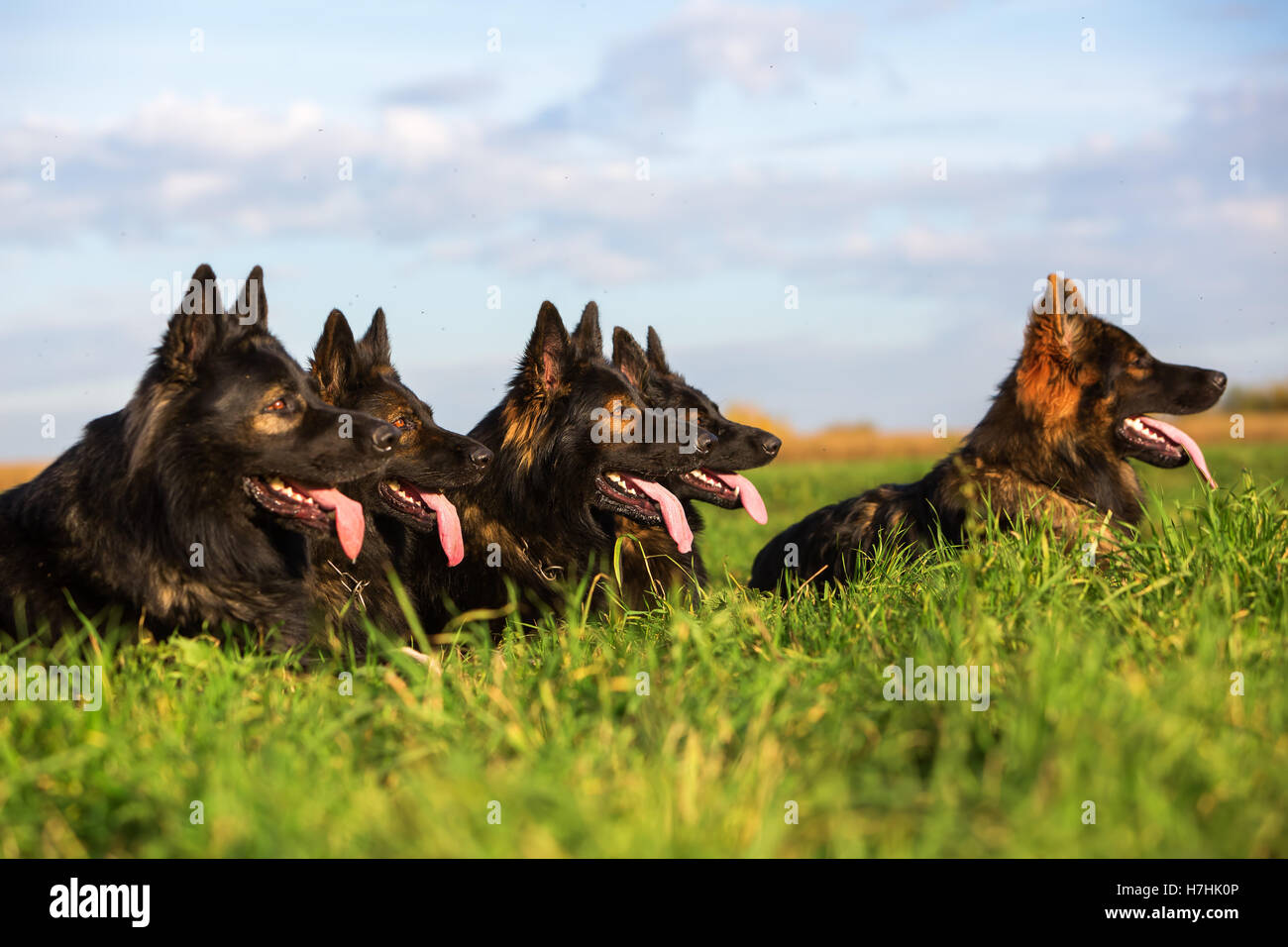 Pack de chiens de berger allemand assis dans une rangée Banque D'Images