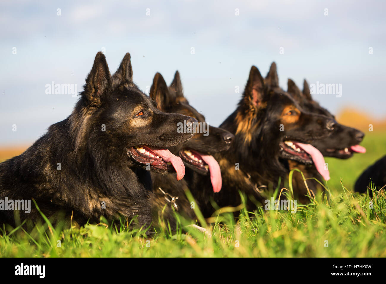 Pack de chiens de berger allemand assis dans une rangée Banque D'Images