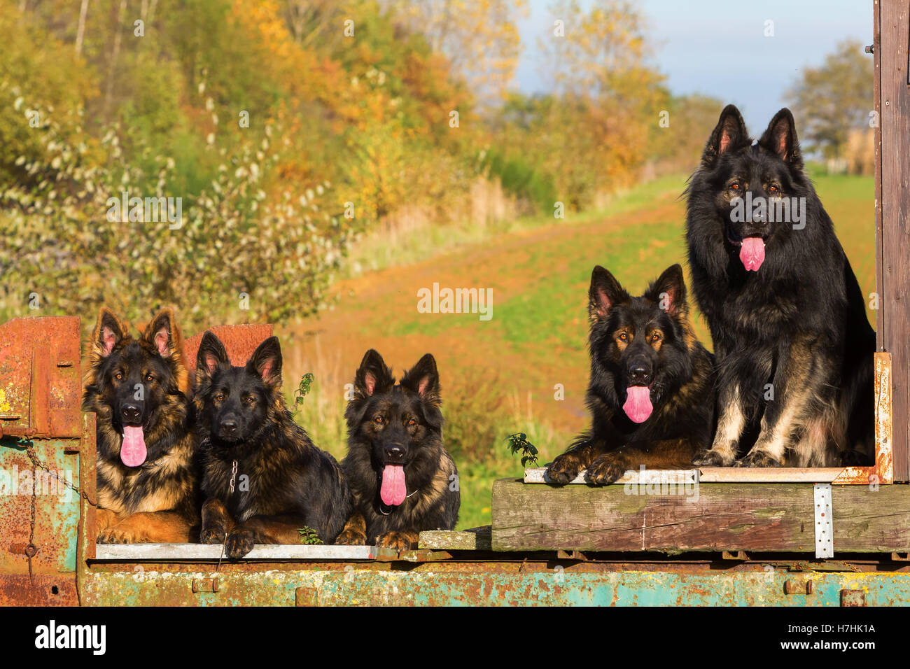 Pack de chiens de berger allemand assis sur une remorque Banque D'Images