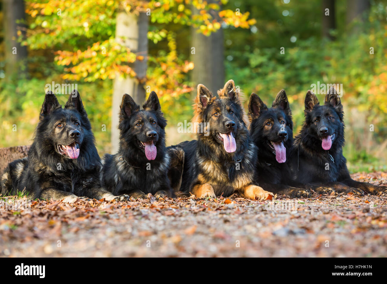 Pack de vieux chiens de berger allemand assis ensemble dans la forêt d'automne Banque D'Images